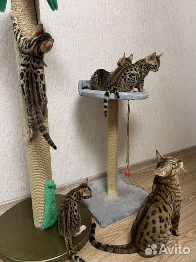 Бенгальские котята