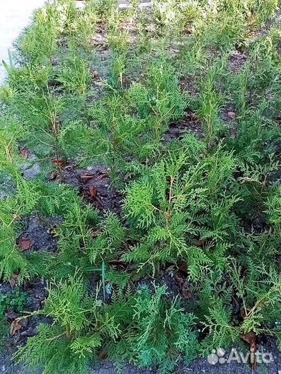 Туя брабант. (окс)