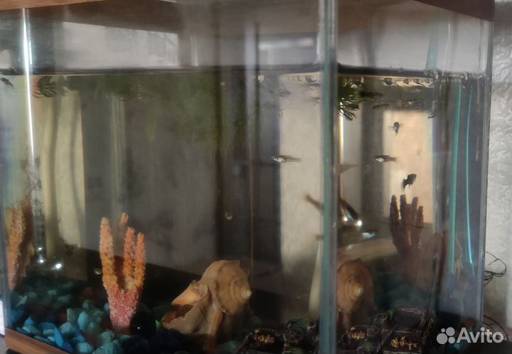 Рыбки гуппи