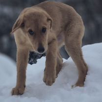 Русская гончая, щенок