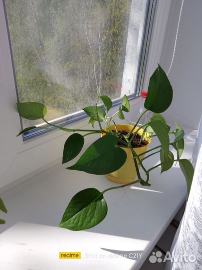 Сциндапсус