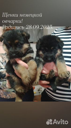 Щенки немецкой овчарки, девочки