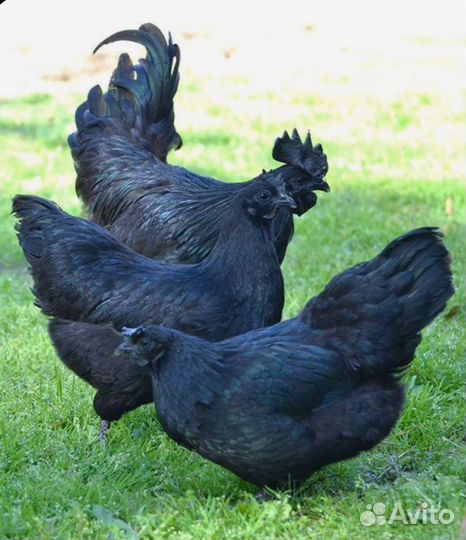 Инкубационное яйцо породистых кур