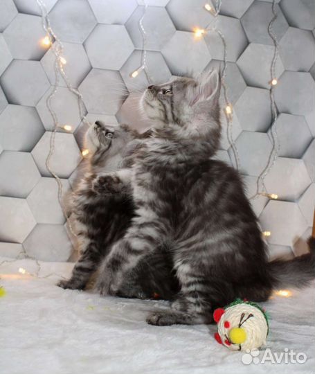 Котята мейн-кун