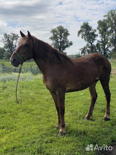 Лошадь кобыла