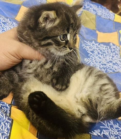 Котята в добрые руки бесплатно