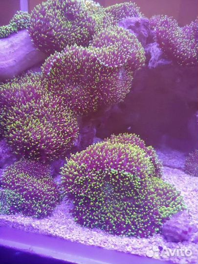 Морские кораллы мягкие