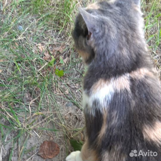 Милая кошечка Муся