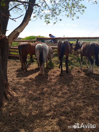 Мясо Конина(халяль) молоко козье