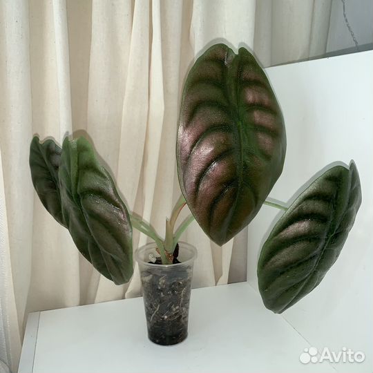 Алоказия