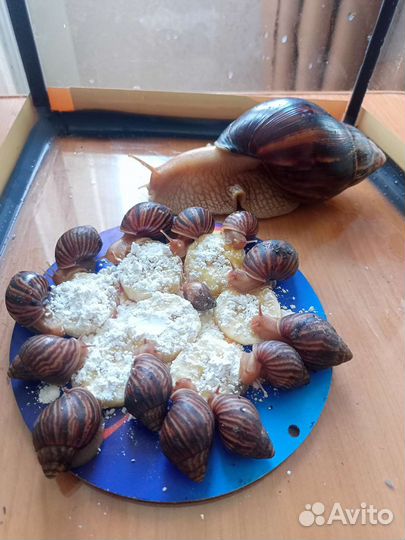 Улитка ахатина