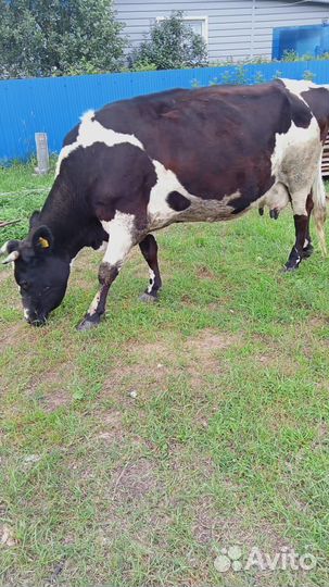 Корова стельная дойная