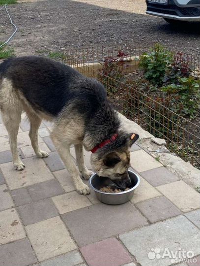 Сухой корм для собак