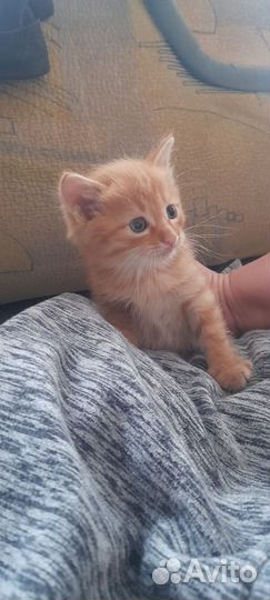 Кошка в дар бесплатно