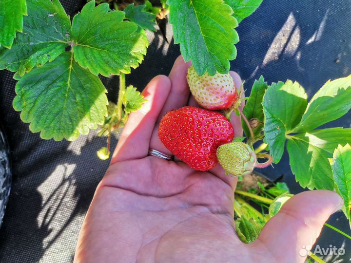 Клубника кусты