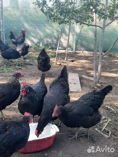 Инкубационное яйцо