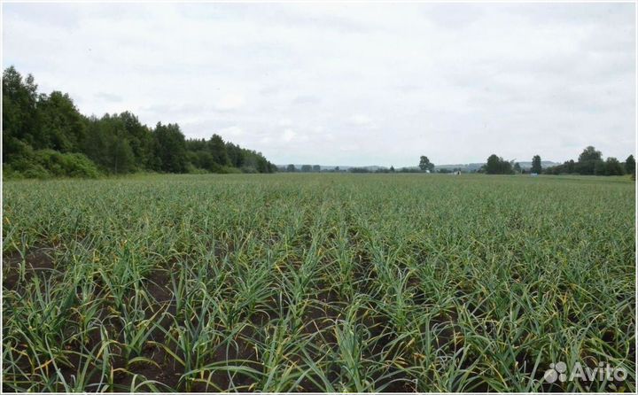 Поиск инвестора пассивный доход