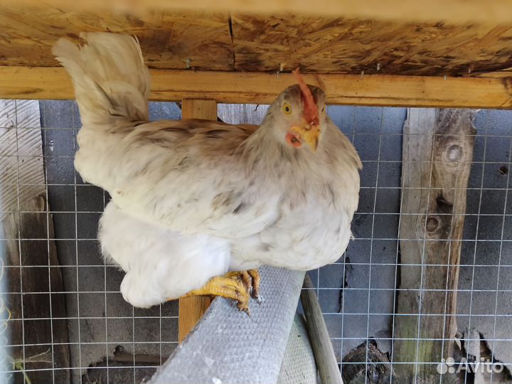 Петух серо-голубой