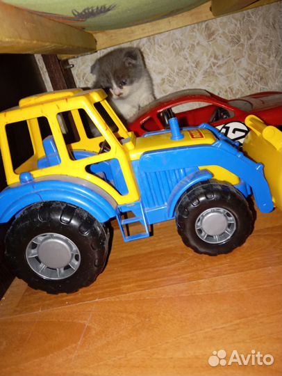 Отдам котенка