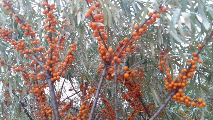 Участок 20 сот. (СНТ, ДНП)