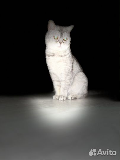 Кошка мышелов
