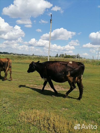 Корова стельная дойная