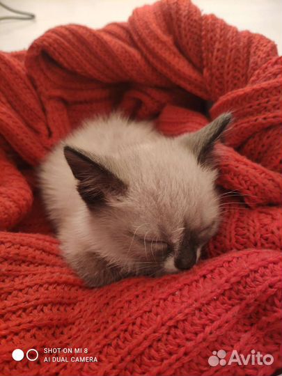 Кошка