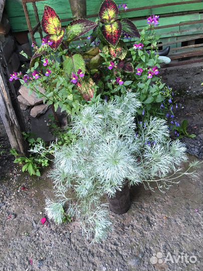 Многолетние растения для сада