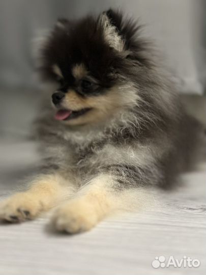 Щенки шпица