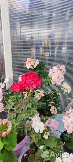 Герань пеларгония