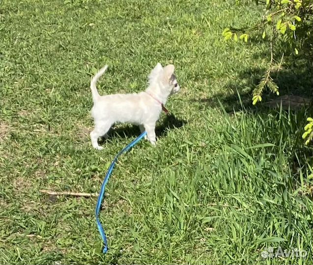 Девочка чихуахуа