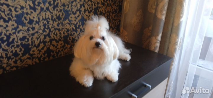 Щенки мальтезе