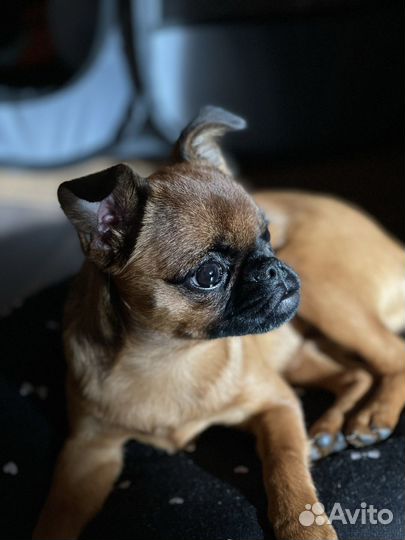 Собака-модель для рекламных съемок