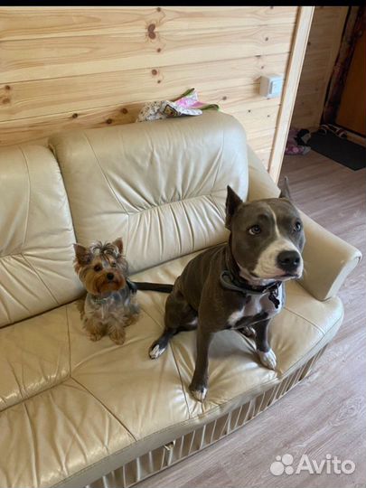 Передержка собак, гостиница для животных