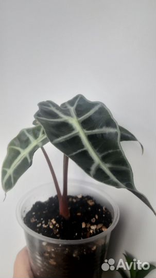 Алоказия Полли (детка)