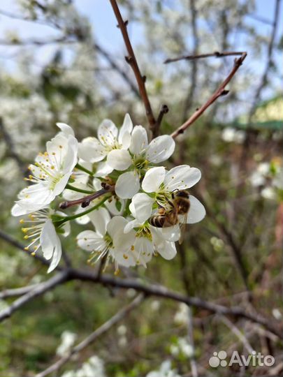 Пчелосемья