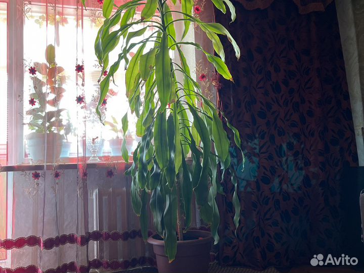 Цветы комнатные отростки