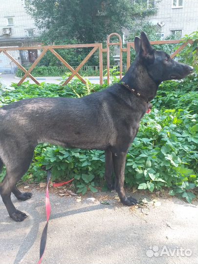 Отдам в добрые руки