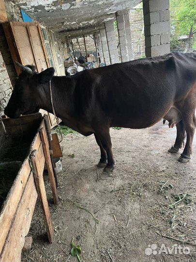Корова дойная