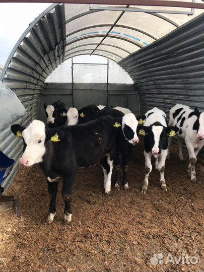 Бычки телята