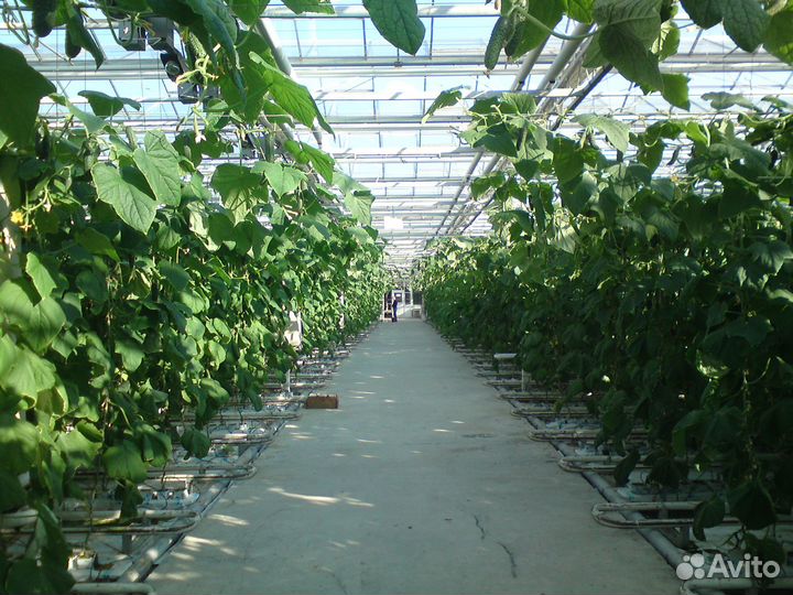 Тепличный комплекс (теплица)