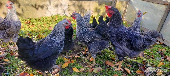 Куры доминант