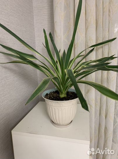 Пальма юкка вариегатная