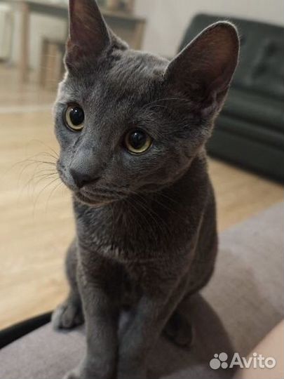 Отдам в добрые руки