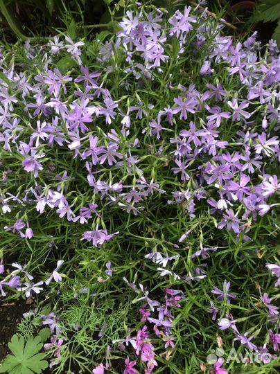 Многолетники