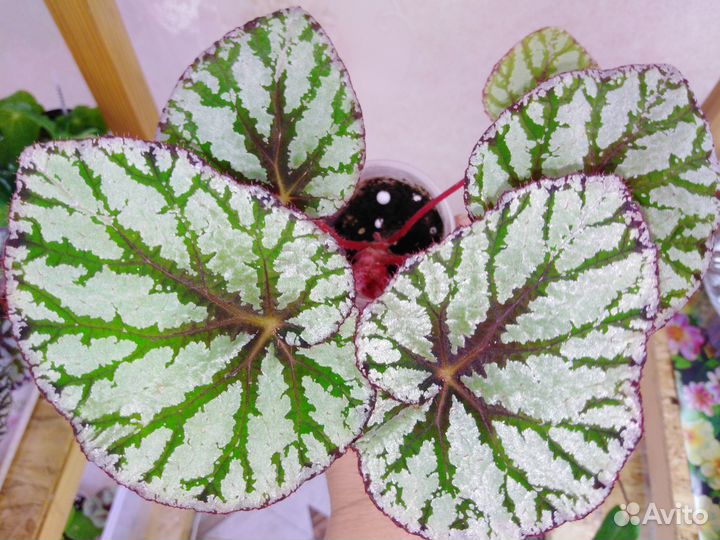 Бегонии декоративнолиственные