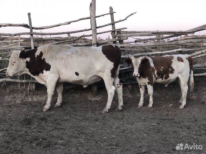 Быки и бычок