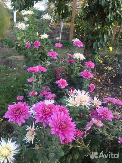 Хризантемы