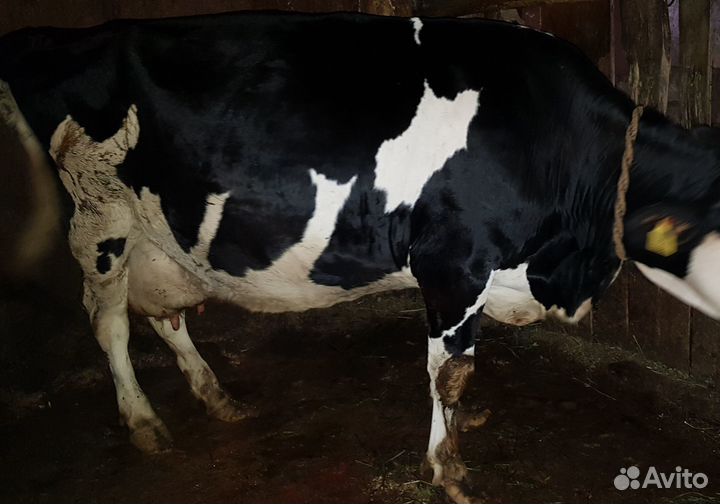 Продам корову