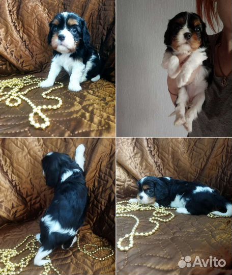 Кавалер кинг чарльз спаниель РКФ